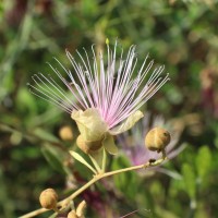 Capparis zeylanica L.